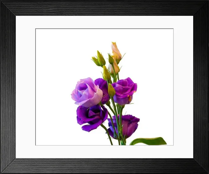 Framed Print : Fine art still life colorful macro of a bunch of violet blue lisianthus / showy prairie gentian / texas bluebell Framed Print : Fine art still life colorful macro of a bunch of violet blue lisianthus / showy prairie gentian / texas bluebell