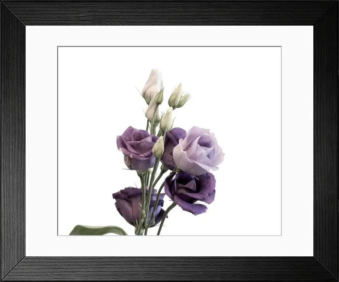 Framed Print : Fine art still life high key pastel color macro of a bunch of violet blue lisianthus / showy prairie gentian / texas Framed Print : Fine art still life high key pastel color macro of a bunch of violet blue lisianthus / showy prairie gentian / texas