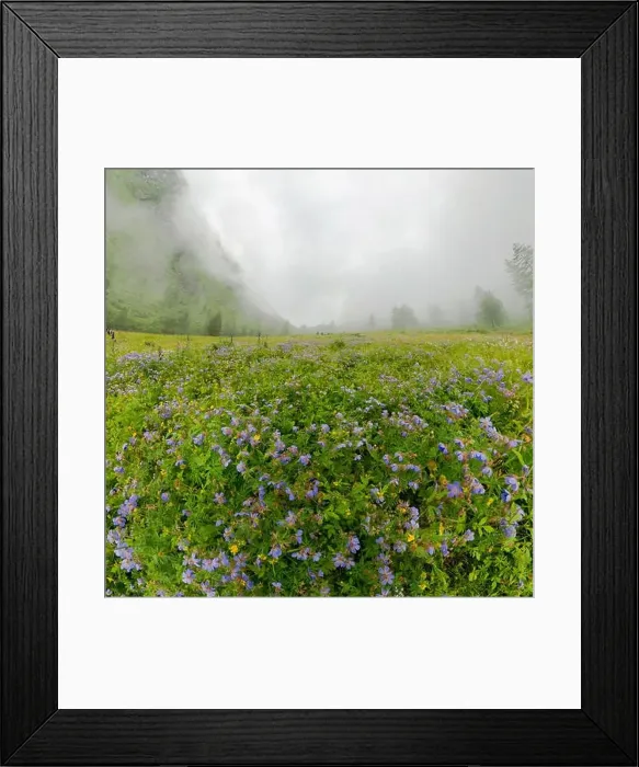 Framed Print : Fogy field of blue flover on a cloudy day Framed Print : Fogy field of blue flover on a cloudy day