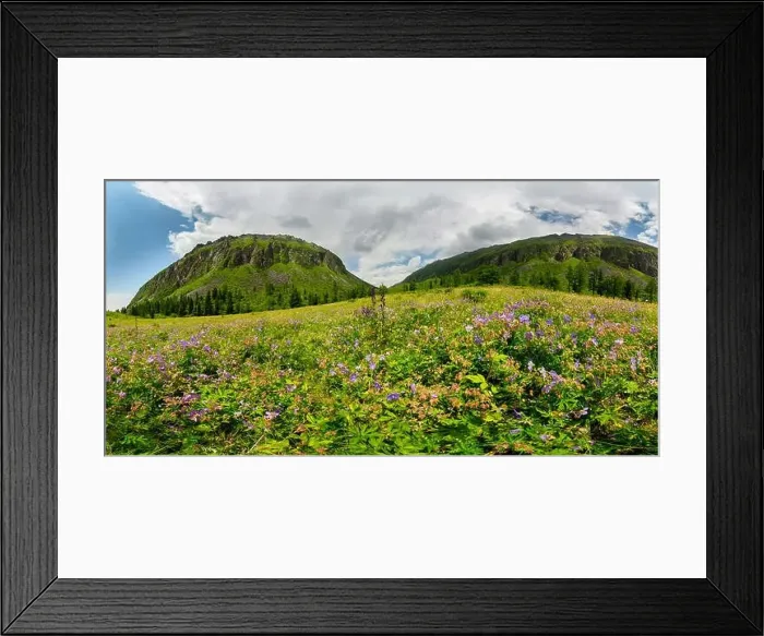 Framed Print : Fogy field of blue flover on a cloudy day. Wide panorama Framed Print : Fogy field of blue flover on a cloudy day. Wide panorama