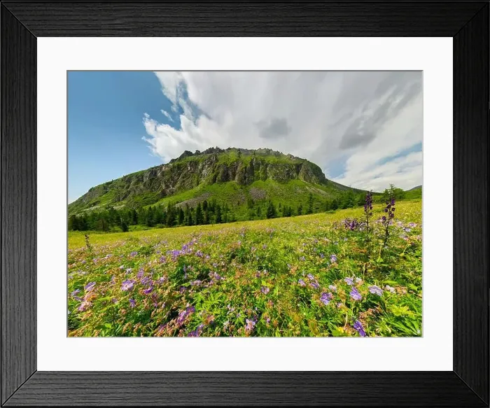 Framed Print : Fogy field of blue flover on a cloudy day. Wide panorama Framed Print : Fogy field of blue flover on a cloudy day. Wide panorama