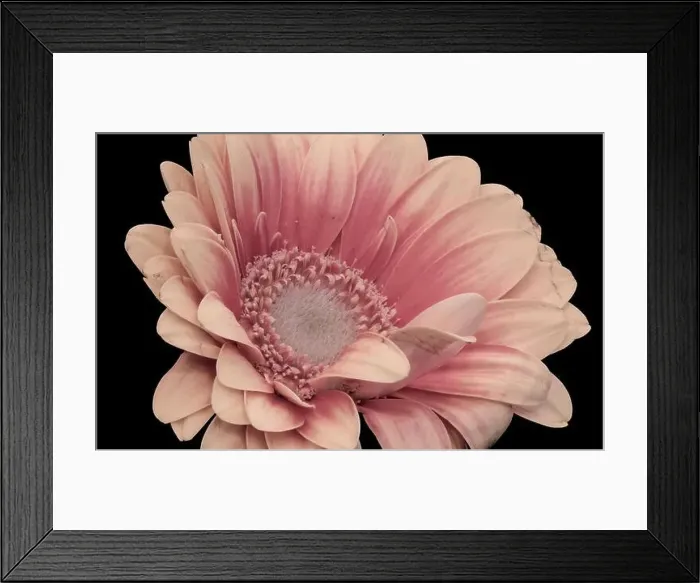 Framed Print : Floral fine art still life detailed pastel colored macro of the inner of a single isolated red yellow wide opened Framed Print : Floral fine art still life detailed pastel colored macro of the inner of a single isolated red yellow wide opened