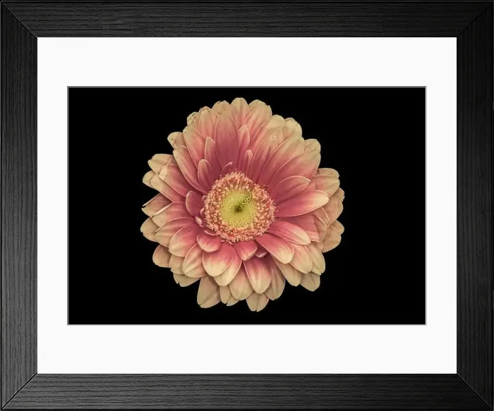 Framed Print : Floral fine art still life detailed pastel color macro of a single isolated red yellow wide opened gerbera blossom with Framed Print : Floral fine art still life detailed pastel color macro of a single isolated red yellow wide opened gerbera blossom with