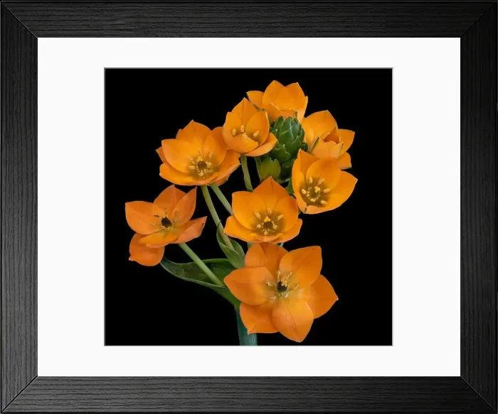 Framed Print : Fine art still life colorful floral macro of a stem of orange Star-of-Bethlehem / ornithogalum flower blossoms Framed Print : Fine art still life colorful floral macro of a stem of orange Star-of-Bethlehem / ornithogalum flower blossoms