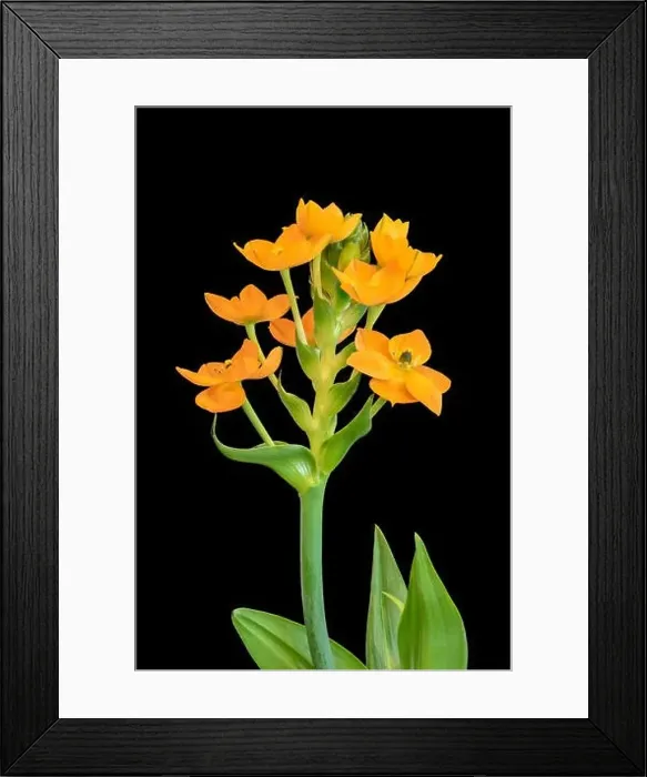 Framed Print : Fine art still life colorful floral macro of a stem of orange Star-of-Bethlehem / ornithogalum flower blossoms Framed Print : Fine art still life colorful floral macro of a stem of orange Star-of-Bethlehem / ornithogalum flower blossoms