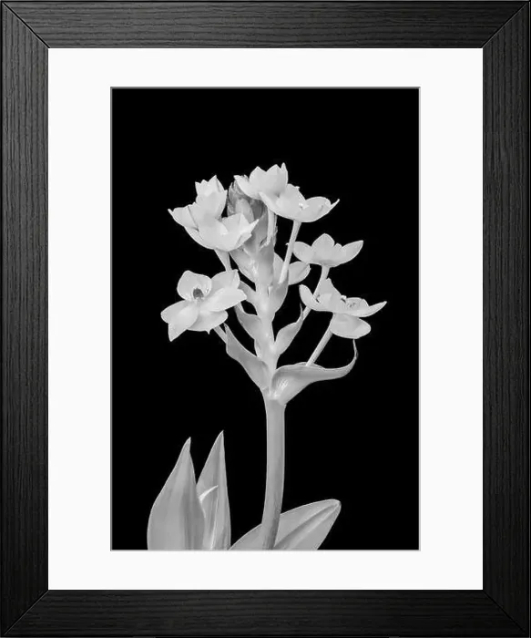 Framed Print : Fine art still life monochrome high key floral macro of a stem of Star-of-Bethlehem  /  ornithogalum flower blossoms