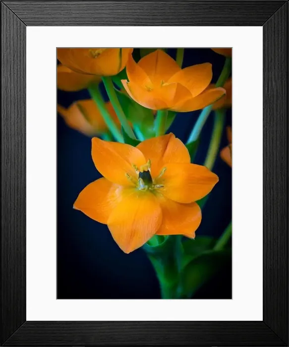 Framed Print : Fine art still life colorful floral macro of a single isolated orange Star-of-Bethlehem / ornithogalum flower blossom Framed Print : Fine art still life colorful floral macro of a single isolated orange Star-of-Bethlehem / ornithogalum flower blossom