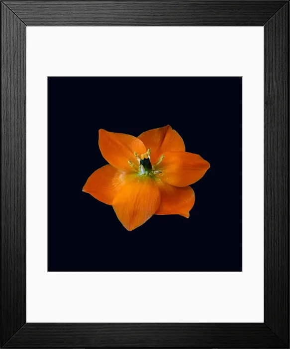 Framed Print : Fine art still life colorful floral macro of a single isolated orange Star-of-Bethlehem  /  ornithogalum flower blossom