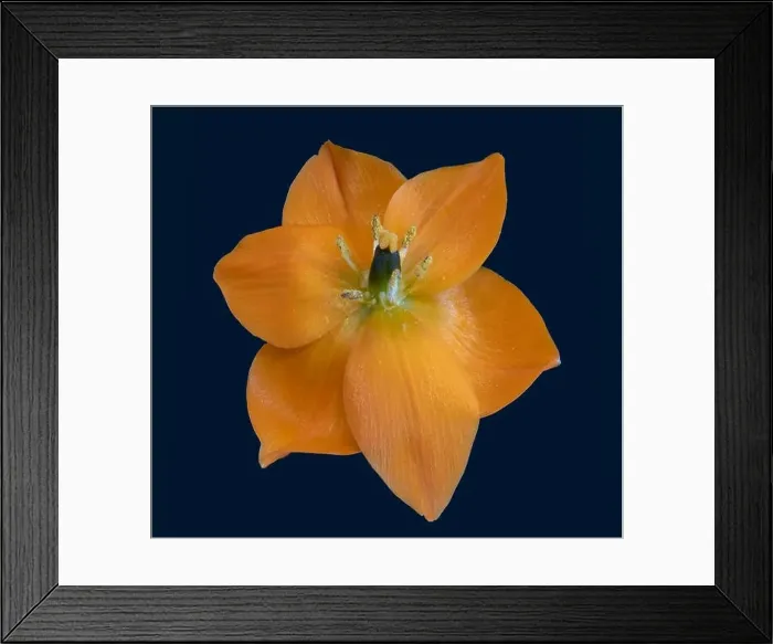Framed Print : Fine art still life colorful floral macro of a single isolated bright orange Star-of-Bethlehem / ornithogalum flower Framed Print : Fine art still life colorful floral macro of a single isolated bright orange Star-of-Bethlehem / ornithogalum flower