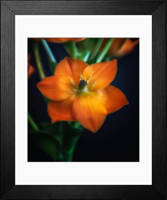 Framed Print : Fine art still life surrealistic colorful floral macro of a single isolated orange Star-of-Bethlehem / ornithogalum Framed Print : Fine art still life surrealistic colorful floral macro of a single isolated orange Star-of-Bethlehem / ornithogalum