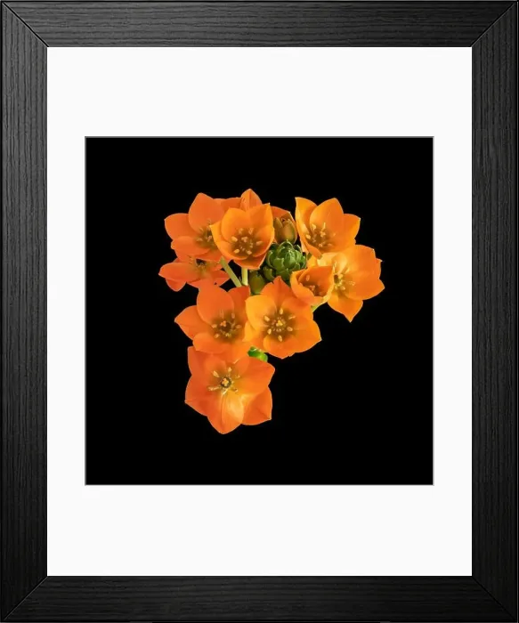 Framed Print : Fine art still life colorful floral macro of an orange cluster of Star-of-Bethlehem / ornithogalum flower blossoms Framed Print : Fine art still life colorful floral macro of an orange cluster of Star-of-Bethlehem / ornithogalum flower blossoms