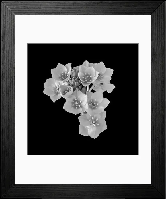Framed Print : Fine art still life monochrome floral macro of a white cluster of Star-of-Bethlehem  /  ornithogalum flower blossoms