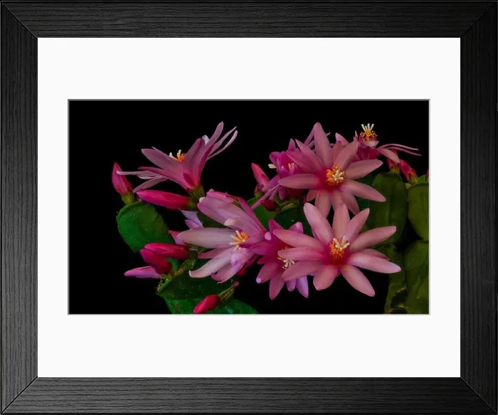 Framed Print : Fine art still life color macro of a set of white pink easter / whitsun cactus blossoms on black background in vintage Framed Print : Fine art still life color macro of a set of white pink easter / whitsun cactus blossoms on black background in vintage