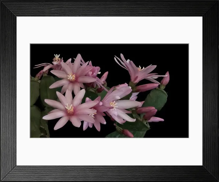 Framed Print : Fine art still life pastel color macro of a set of white pink easter / whitsun cactus blossoms on black background in Framed Print : Fine art still life pastel color macro of a set of white pink easter / whitsun cactus blossoms on black background in