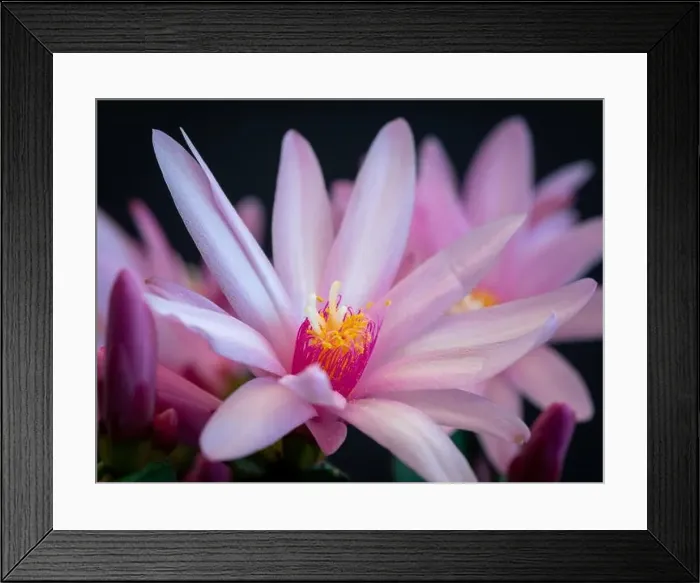 Framed Print : Fine art still life color macro of a single white pink easter / whitsun cactus blossom with shinng pedicels on a Framed Print : Fine art still life color macro of a single white pink easter / whitsun cactus blossom with shinng pedicels on a