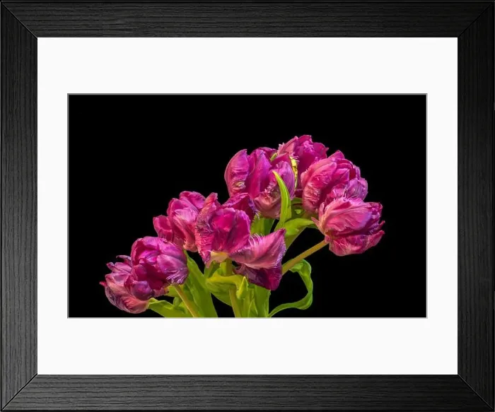 Framed Print : Fine art still life colorful macro of a bunch / bouquet of red parrot tulip blossoms with green leaves on black Framed Print : Fine art still life colorful macro of a bunch / bouquet of red parrot tulip blossoms with green leaves on black