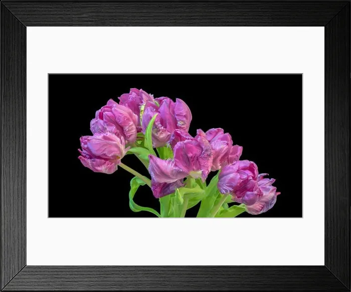 Framed Print : Fine art still life colorful macro of a bunch / bouquet of pink parrot tulip blossoms with green leaves on black Framed Print : Fine art still life colorful macro of a bunch / bouquet of pink parrot tulip blossoms with green leaves on black