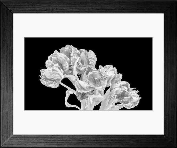 Framed Print : Fine art still life monochrome high key macro of a bunch / bouquet of parrot tulips blossoms with leaves on black Framed Print : Fine art still life monochrome high key macro of a bunch / bouquet of parrot tulips blossoms with leaves on black