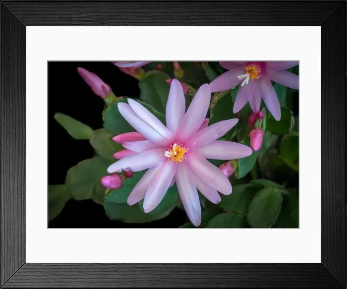 Framed Print : Fine art still life color macro of a single white pink easter / whitsun cactus blossom with shinng pedicels on a Framed Print : Fine art still life color macro of a single white pink easter / whitsun cactus blossom with shinng pedicels on a