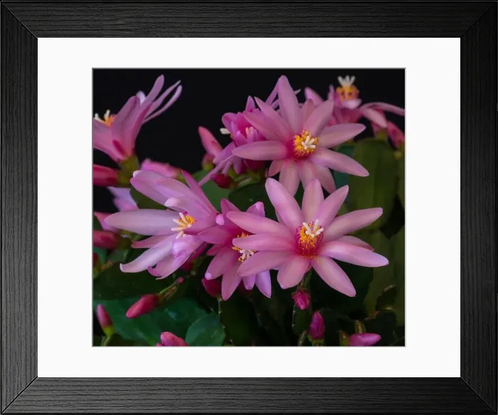 Framed Print : Fine art still life color macro of a set of white pink easter / whitsun cactus blossoms with shinng pedicels on a Framed Print : Fine art still life color macro of a set of white pink easter / whitsun cactus blossoms with shinng pedicels on a