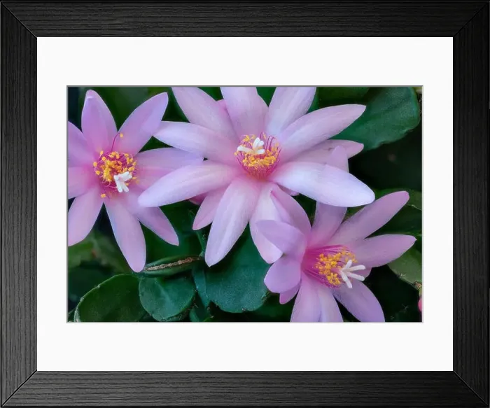 Framed Print : Fine art still life color macro of a set of white pink easter / whitsun cactus blossoms on a blurred natural green Framed Print : Fine art still life color macro of a set of white pink easter / whitsun cactus blossoms on a blurred natural green