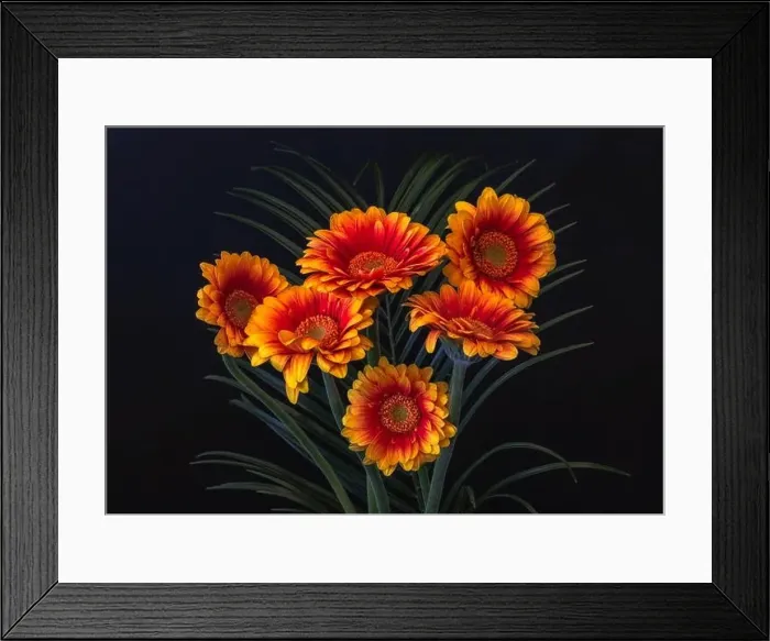 Framed Print : Floral fine art still life detailed vibrantly colored macro of a bouquet of red yellow wide opened gerbera blossoms Framed Print : Floral fine art still life detailed vibrantly colored macro of a bouquet of red yellow wide opened gerbera blossoms