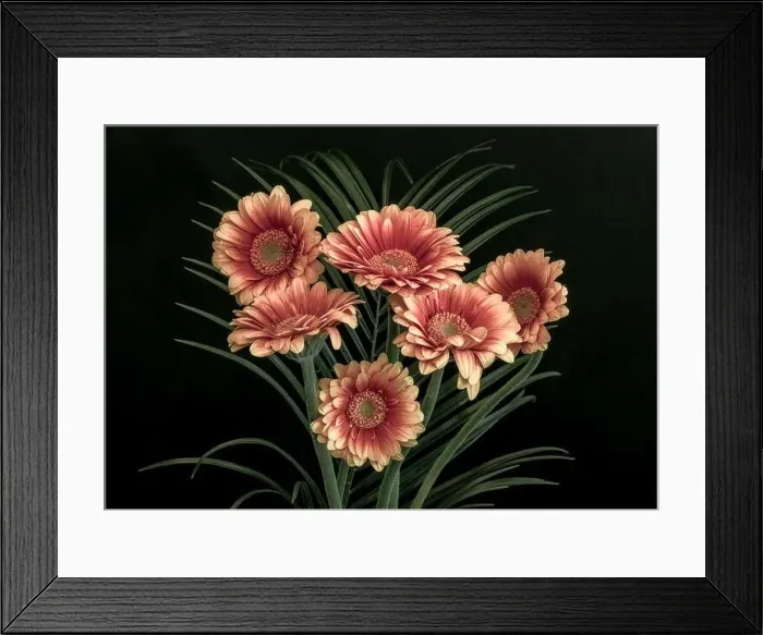 Framed Print : Floral fine art still life detailed pastel colored macro of a bouquet of red yellow wide opened gerbera blossoms with Framed Print : Floral fine art still life detailed pastel colored macro of a bouquet of red yellow wide opened gerbera blossoms with