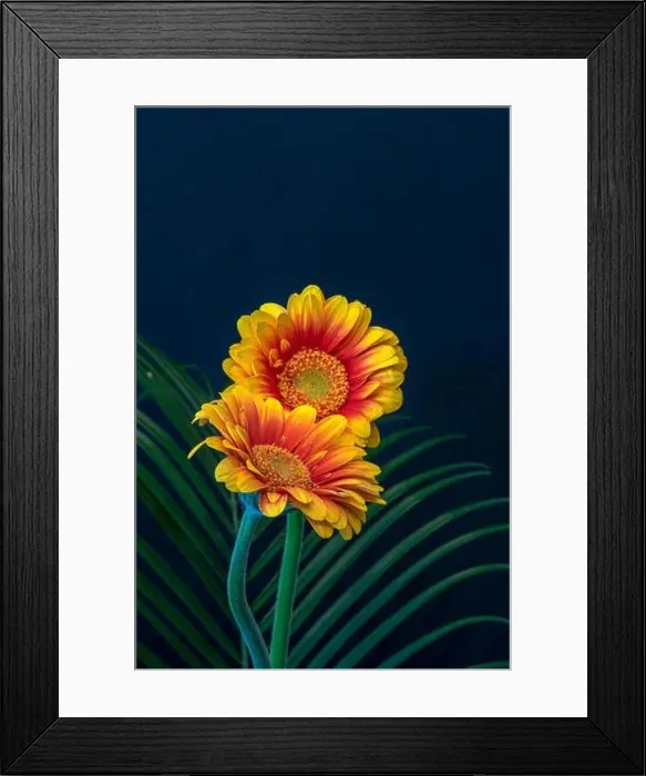 Framed Print : Floral fine art still life detailed bright color macro of a pair of red yellow wide opened gerbera blossoms with Framed Print : Floral fine art still life detailed bright color macro of a pair of red yellow wide opened gerbera blossoms with
