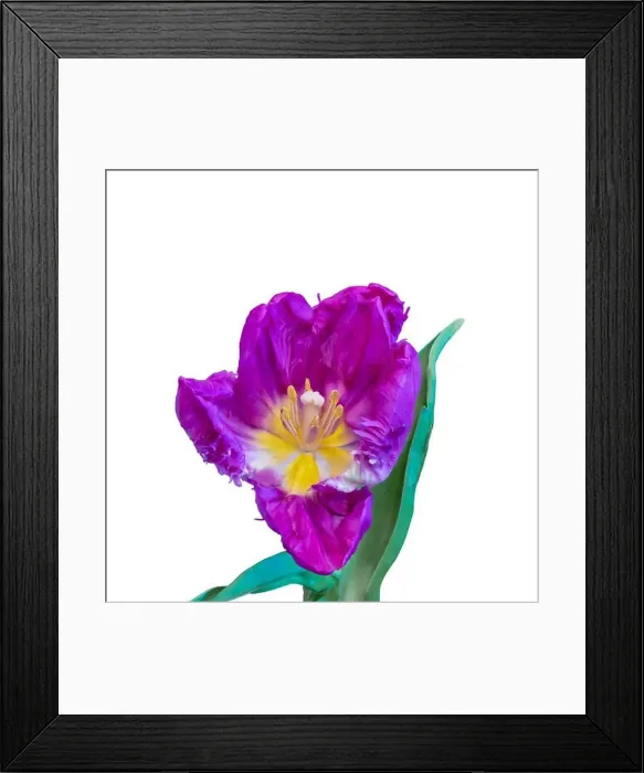 Framed Print : Fine art still life bright colorful macro of a single isolated violet yellow fully wide opened blooming tulip blossom Framed Print : Fine art still life bright colorful macro of a single isolated violet yellow fully wide opened blooming tulip blossom