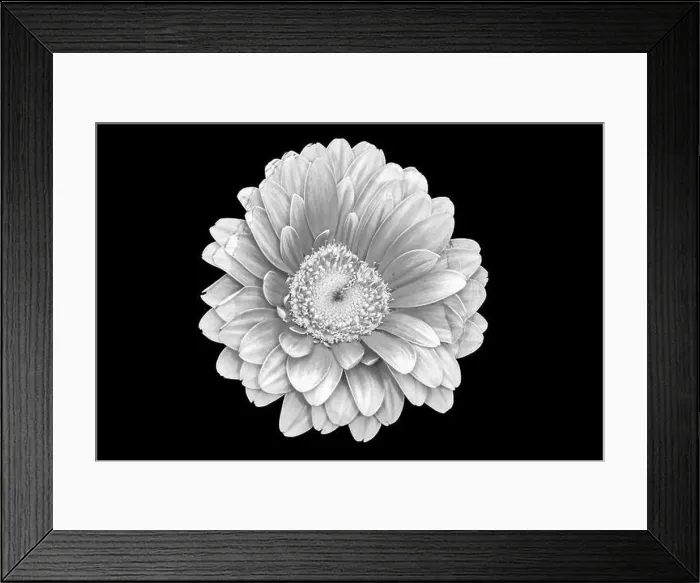 Framed Print : Floral fine art still life detailed pastel color macro of a single isolated red yellow wide opened gerbera blossom with Framed Print : Floral fine art still life detailed pastel color macro of a single isolated red yellow wide opened gerbera blossom with