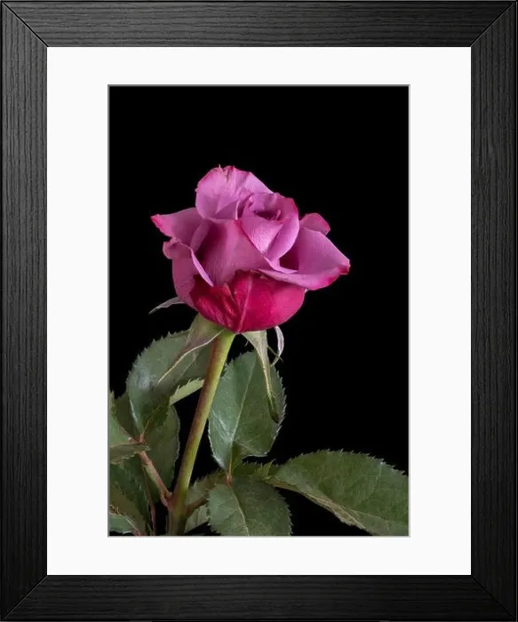 Framed Print : Colorful fine art still life bright macro of a single isolated red pink rose blossom with green leaves in vintage Framed Print : Colorful fine art still life bright macro of a single isolated red pink rose blossom with green leaves in vintage