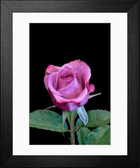 Framed Print : Colorful fine art still life bright macro of a single isolated red pink rose blossom with green leaves in vintage Framed Print : Colorful fine art still life bright macro of a single isolated red pink rose blossom with green leaves in vintage