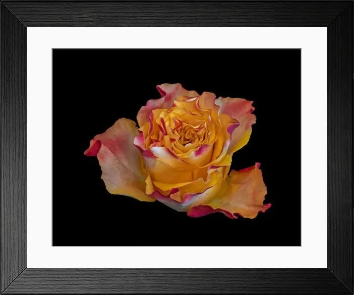 Framed Print : Fine art still life colorful macro image of a single isolated orange red yellow rose blossom in surrealistic vintage Framed Print : Fine art still life colorful macro image of a single isolated orange red yellow rose blossom in surrealistic vintage