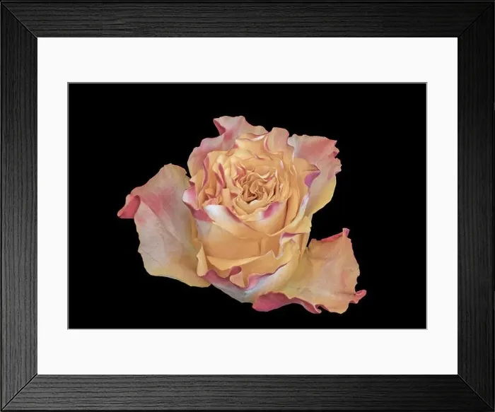 Framed Print : Fine art still life pastel color macro of a single isolated pink yellow rose blossom in vintage painting style on black