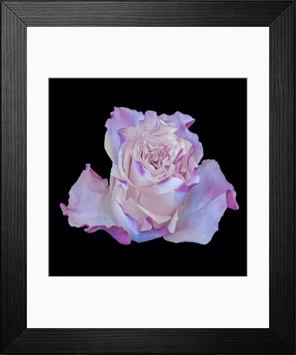 Framed Print : Fine art still life pastel color macro image of a single isolated yellow pink violet rose blossom Framed Print : Fine art still life pastel color macro image of a single isolated yellow pink violet rose blossom