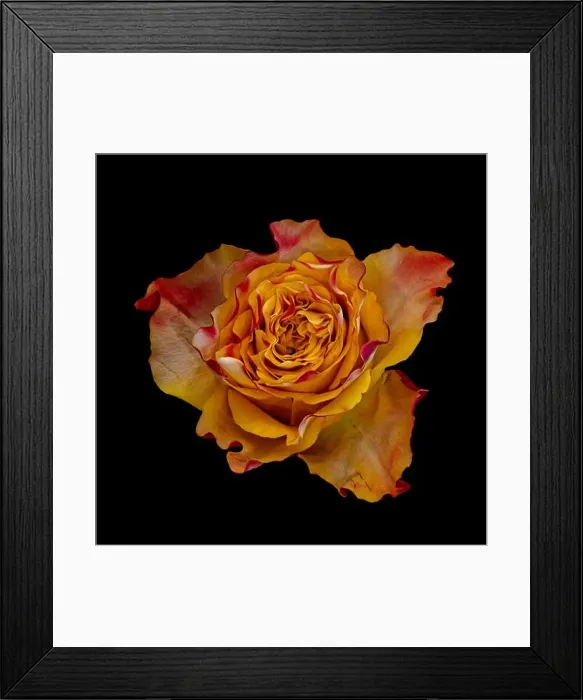 Framed Print : Fine art still life colorful macro image of a single isolated orange red yellow rose blossom in surrealistic vintage Framed Print : Fine art still life colorful macro image of a single isolated orange red yellow rose blossom in surrealistic vintage