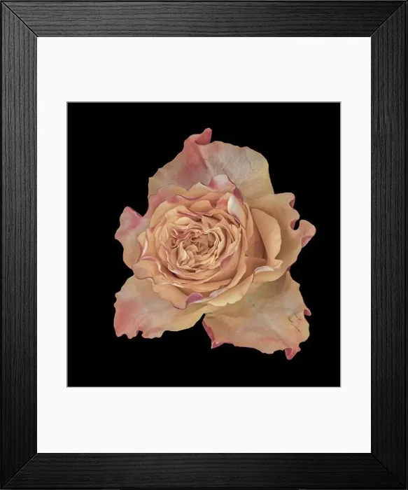 Framed Print : Fine art still life pastel color macro of a single isolated pink yellow rose blossom in vintage painting style on black