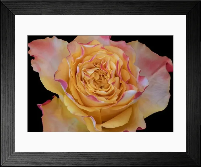 Framed Print : Fine art still life color macro of the inner heart of a single isolated red pink yellow rose blossom in vintage Framed Print : Fine art still life color macro of the inner heart of a single isolated red pink yellow rose blossom in vintage