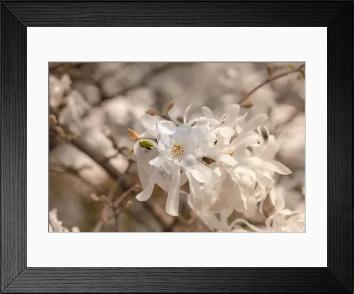 Framed Print : Floral natural colorful outdoor image of a white magnolia blossom in bright sunshine with a blurred natural background Framed Print : Floral natural colorful outdoor image of a white magnolia blossom in bright sunshine with a blurred natural background