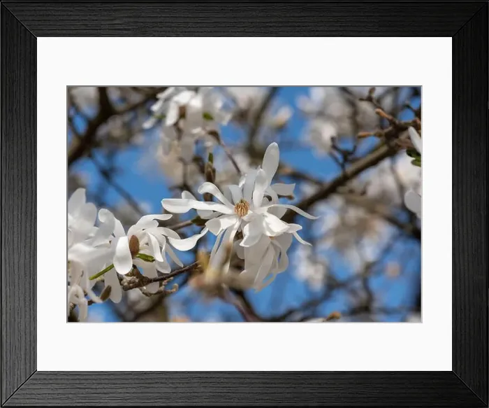 Framed Print : Floral natural colorful outdoor image of a white magnolia blossom in bright sunshine with a blue sunny sky Framed Print : Floral natural colorful outdoor image of a white magnolia blossom in bright sunshine with a blue sunny sky