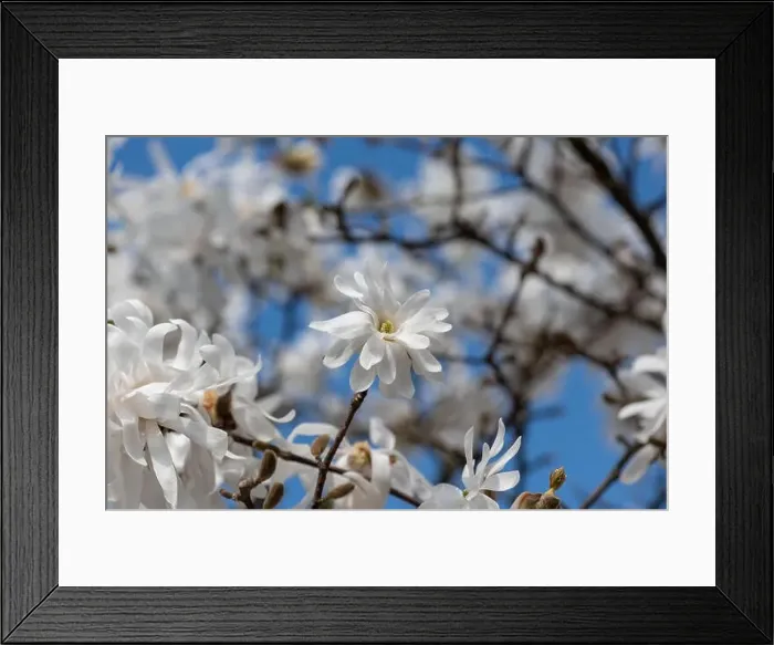 Framed Print : Floral natural colorful outdoor image of a white magnolia blossom in bright sunshine with a blue sunny sky Framed Print : Floral natural colorful outdoor image of a white magnolia blossom in bright sunshine with a blue sunny sky