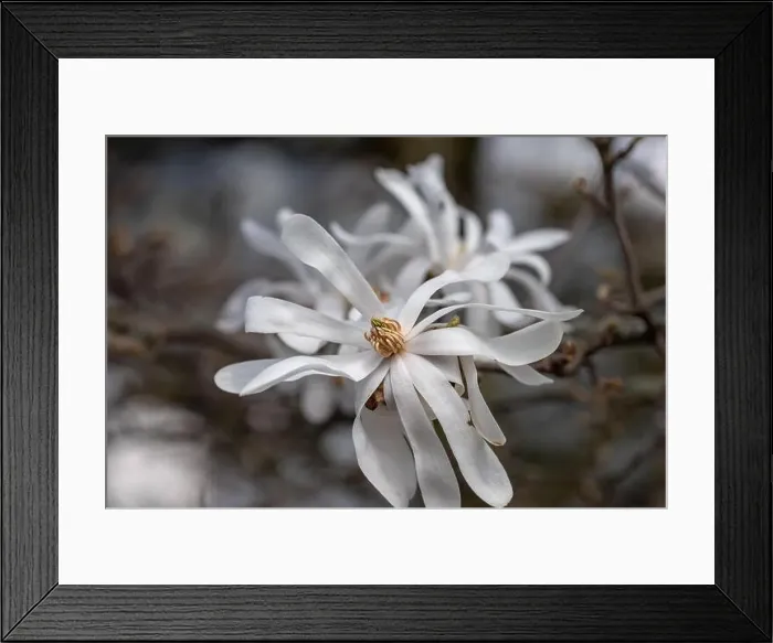 Framed Print : Floral natural colorful outdoor image of a white magnolia blossom on a blurred natura gray brown background Framed Print : Floral natural colorful outdoor image of a white magnolia blossom on a blurred natura gray brown background