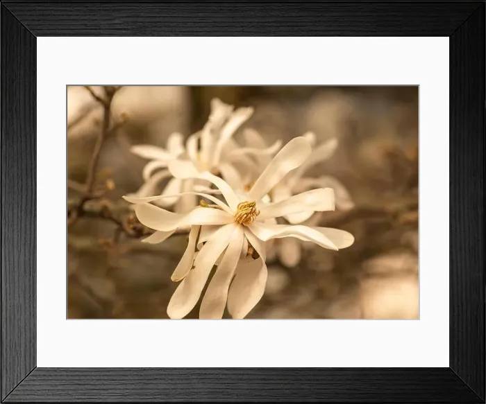 Framed Print : Floral natural colorful outdoor image of a white magnolia blossom in bright sunshine with a blurred natural background Framed Print : Floral natural colorful outdoor image of a white magnolia blossom in bright sunshine with a blurred natural background