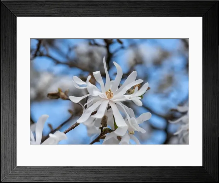 Framed Print : Floral natural colorful outdoor image of a white magnolia blossom in bright sunshine with a blue sunny sky Framed Print : Floral natural colorful outdoor image of a white magnolia blossom in bright sunshine with a blue sunny sky
