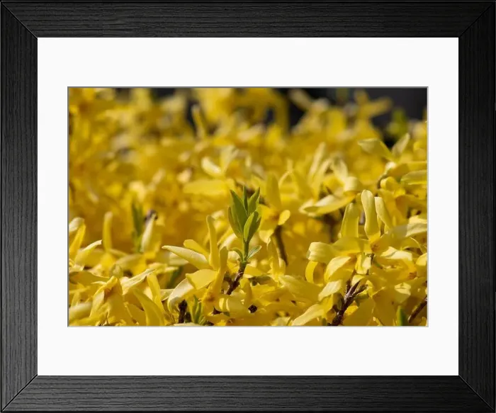 Framed Print : Natural colorful outdoor macro of fresh green leaves of a yellow forsythia with blurry background Framed Print : Natural colorful outdoor macro of fresh green leaves of a yellow forsythia with blurry background