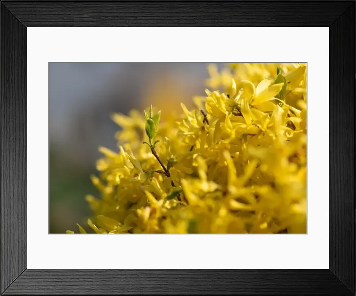 Framed Print : Natural colorful outdoor macro of fresh green leaves of a yellow forsythia with blurry background Framed Print : Natural colorful outdoor macro of fresh green leaves of a yellow forsythia with blurry background