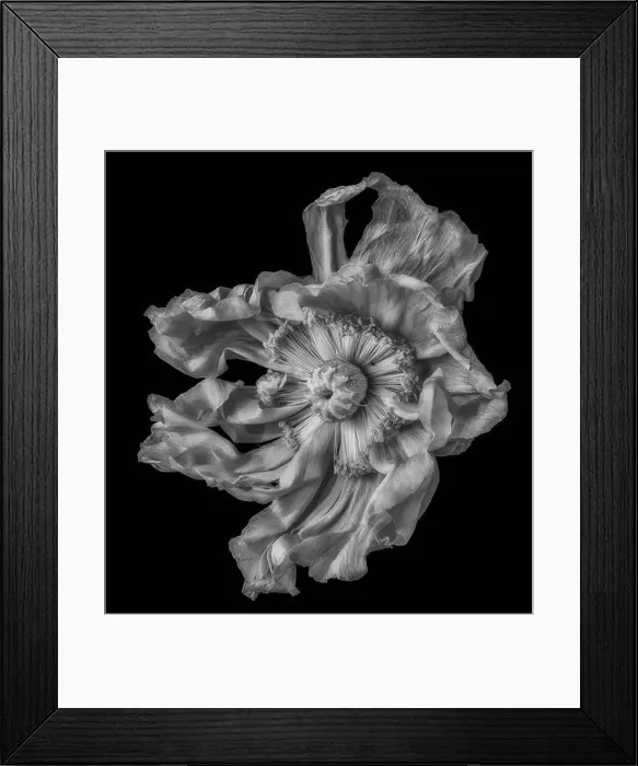 Framed Print : Surrealistic fine art still life detailed monochrome macro of a single isolated wide opened satin / silk poppy blossom Framed Print : Surrealistic fine art still life detailed monochrome macro of a single isolated wide opened satin / silk poppy blossom