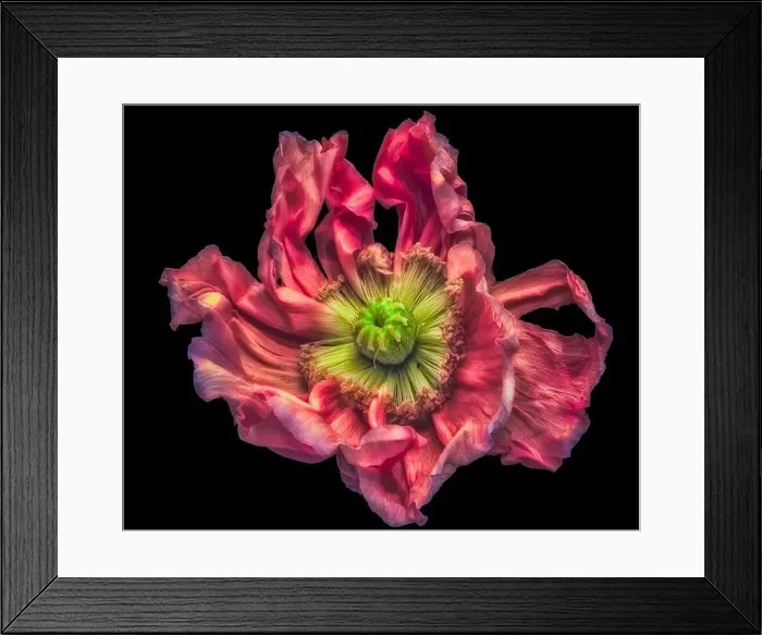 Framed Print : Surrealistic fine art still life detailed color macro of a single isolated wide opened red satin / silk poppy blossom Framed Print : Surrealistic fine art still life detailed color macro of a single isolated wide opened red satin / silk poppy blossom