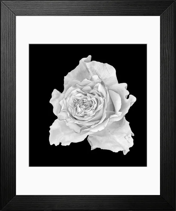 Framed Print : Fine art still life monochrome macro of a single isolated white rose blossom in vintage painting style on black Framed Print : Fine art still life monochrome macro of a single isolated white rose blossom in vintage painting style on black