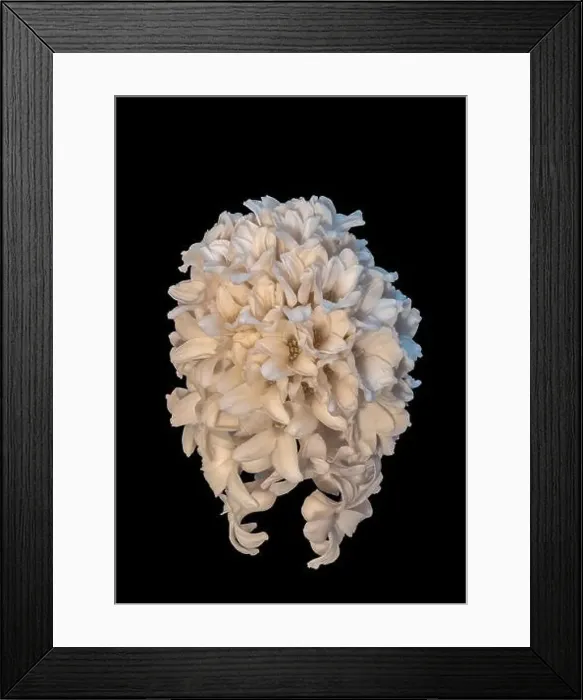 Framed Print : Fine art still life color macro of a single isolated stem / umbel of white hyacinth blossoms on black background with Framed Print : Fine art still life color macro of a single isolated stem / umbel of white hyacinth blossoms on black background with